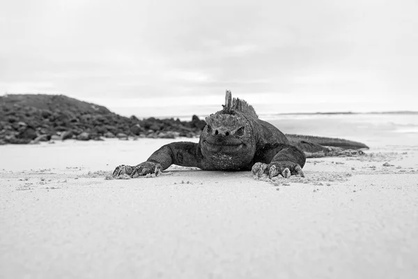 Galapágy mořský leguán — Stock fotografie