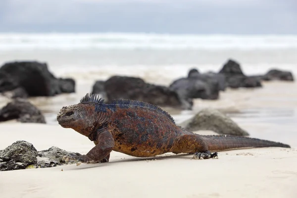 Galápagos iguana marinha — Fotografia de Stock