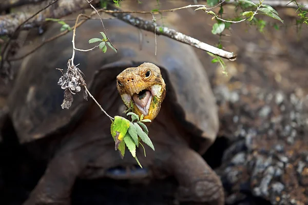 Egy Galapagos teknős. — Stock Fotó