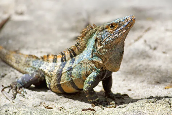 Svart sandkatter iguana — Stockfoto