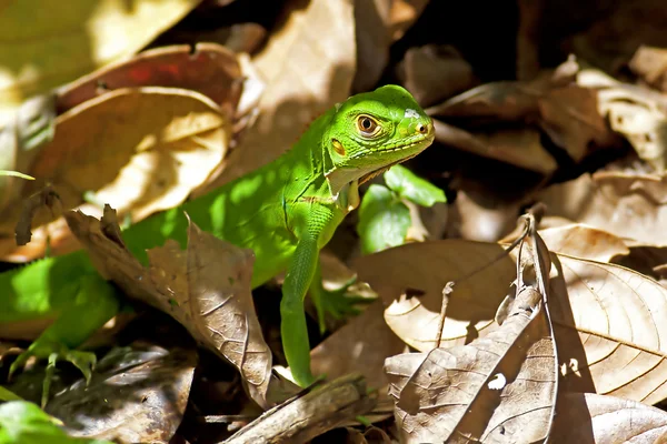 Iguana verde juvenil — Fotografia de Stock