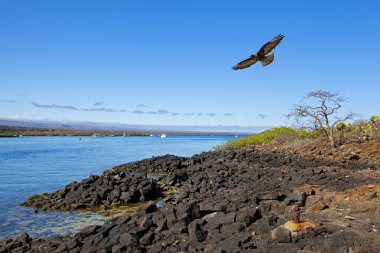 Galapagos landscape clipart