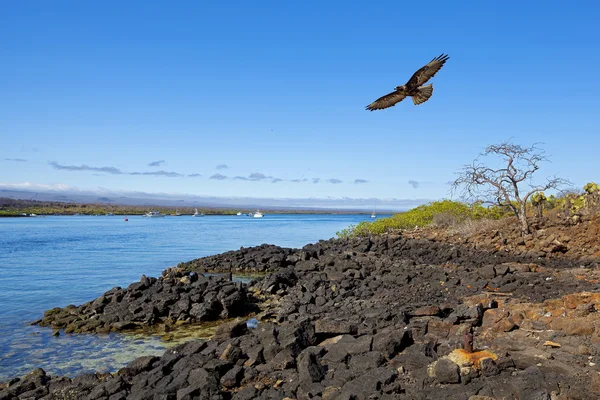 Galápagos paisaje — Foto de Stock