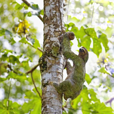 Three-toed Sloth clipart