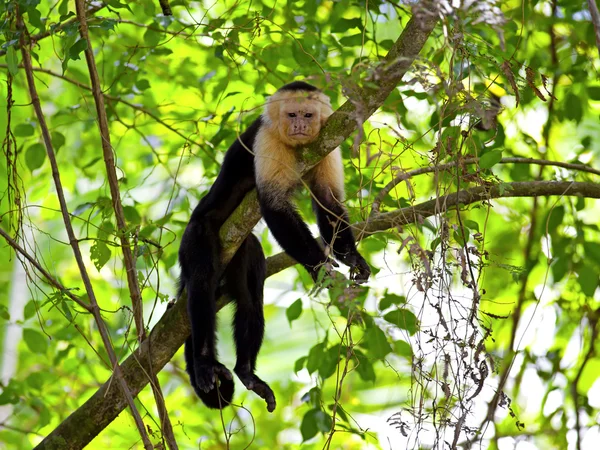 Capuchinho de rosto branco — Fotografia de Stock