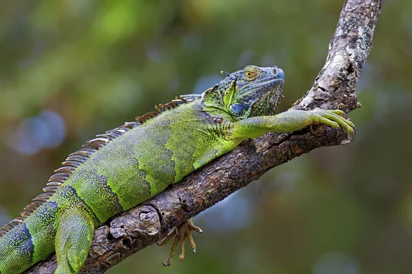 Yeşil iguana — Stok fotoğraf