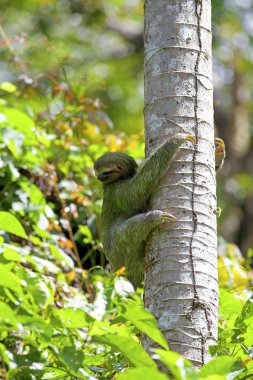 Three-toed Sloth clipart