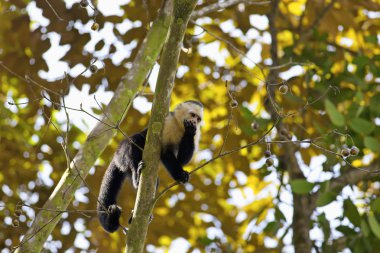 Beyaz yüzlü capuchin