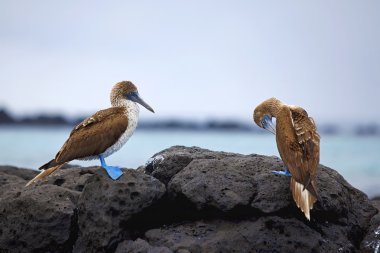 Blue footed boobies clipart