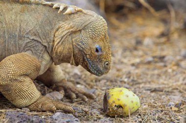 Galapagos land iguana clipart