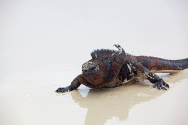 Galapagos deniz iguanası