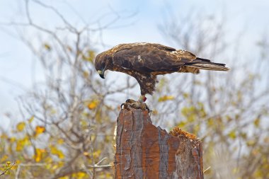 Galapagos şahin üzerinde santa fe