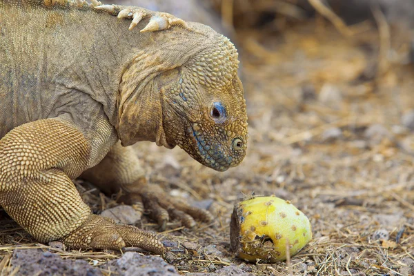 Galapagos földterület iguána — Stock Fotó