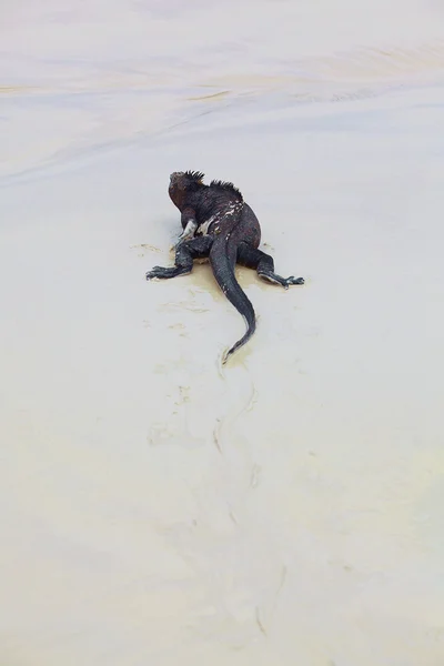 Iguana marina de galápagos —  Fotos de Stock