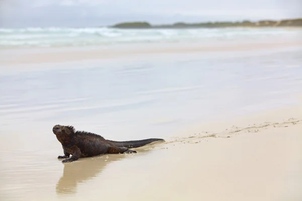 加拉帕戈海洋鬣鳞蜥 — 图库照片