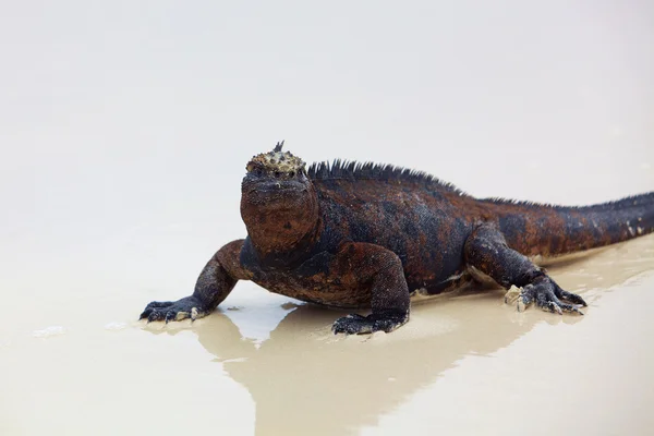 Galápagos iguana marinha — Fotografia de Stock