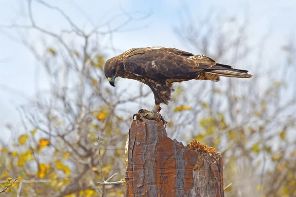 Galapagos Hawk บน ซานตาเฟ่ — ภาพถ่ายสต็อก
