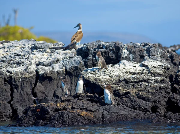 Pinguim-das-Galápagos — Fotografia de Stock