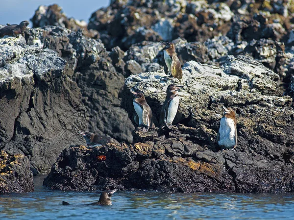 Pingüino de Galápagos —  Fotos de Stock