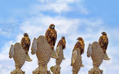 Galapagos hawks üzerinde santa fe