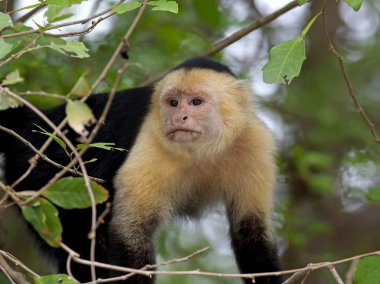 White faced Capuchin clipart