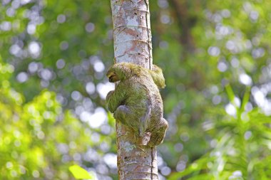 Three-toed Sloth clipart