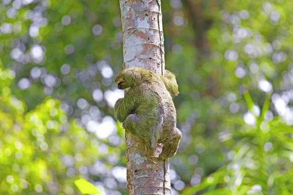 Three-toed Sloth — Stock Photo, Image