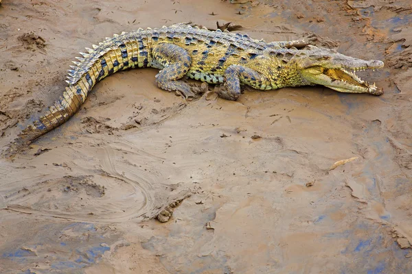 Krokodýl na břehu řeky — Stock fotografie