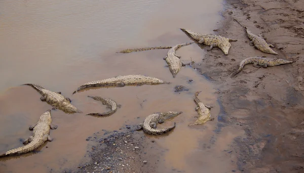 Crocodiles at the riverbank — Stock Photo, Image