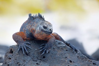 Galapagos marine Iguana clipart