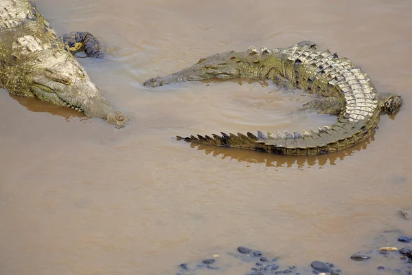 Krokodýl na břehu řeky — Stock fotografie