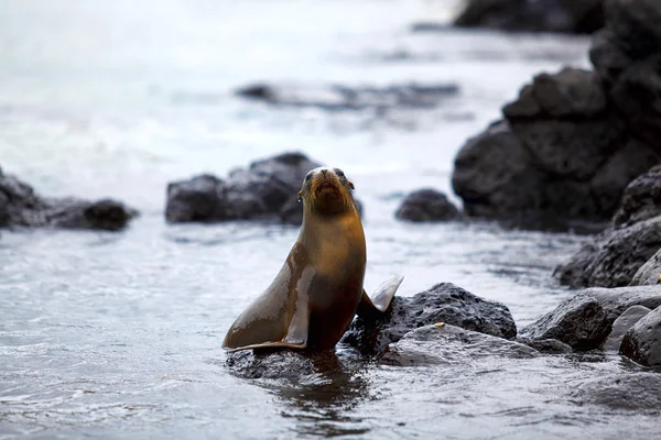 바다 사자 서식 지 — 스톡 사진