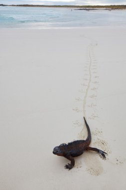 Galapagos deniz iguanası