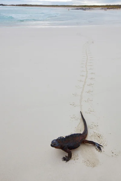 Галапагосская морская игуана — стоковое фото