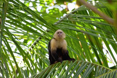 Beyaz yüzlü capuchin