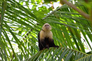 White faced Capuchin clipart