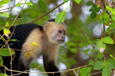 White faced Capuchin clipart