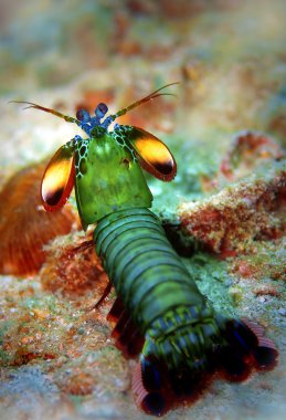 Peacock mantis shrimp clipart