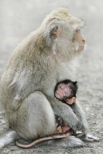 stock image Macaque monkey