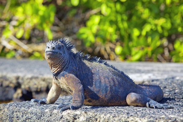 Galápagos iguana marinha — Fotografia de Stock