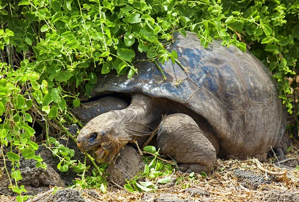 Galapagos-schildpad — Stockfoto