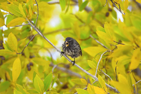 Galápagos Finch — Fotografia de Stock