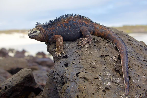 Galapagos deniz iguanası — Stok fotoğraf