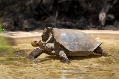 Galapagos tortoise clipart