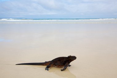 Galapagos deniz iguanası