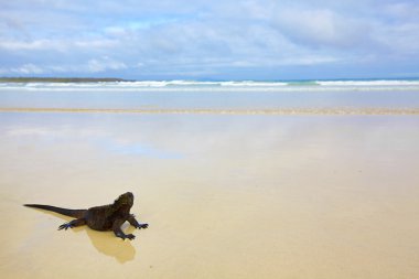 Galapagos marine Iguana clipart