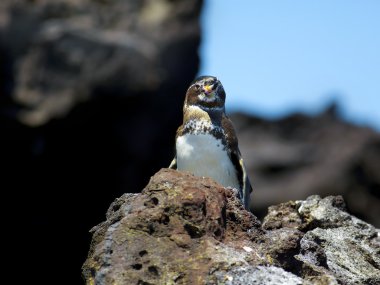 Galapagos Penguin clipart