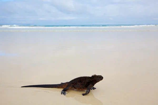 Galapagos-Leguan — Stockfoto