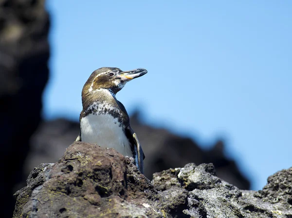Pingouin des Galapagos — Photo
