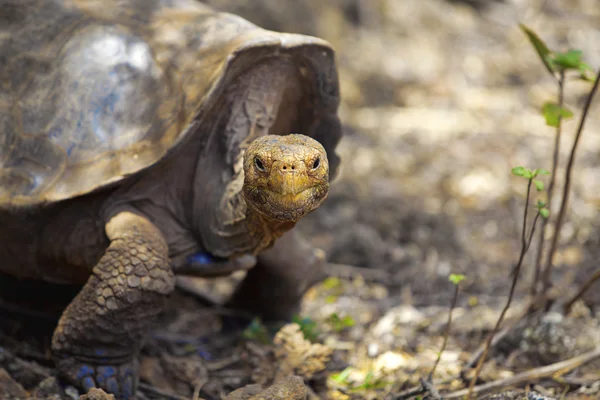 Γκαλαπάγκος χελώνα — Φωτογραφία Αρχείου